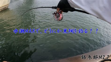 ヘチ釣り 水潮maxで黒鯛を釣る！！ イガイの一枚がけ 釣り動画