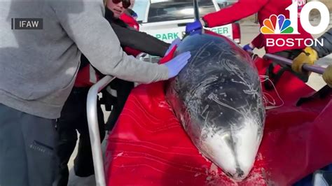 Stranded Risso S Dolphins Rescued On Cape Cod YouTube