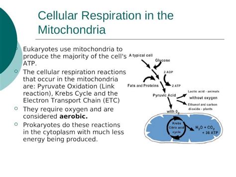 Ppt Cellular Respiration In The Mitochondria Eukaryotes Use Mitochondria To Produce The