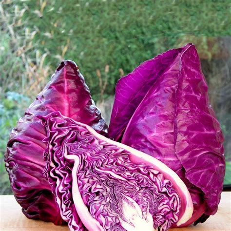 Price €175 Red Cabbage Seeds Kalibos