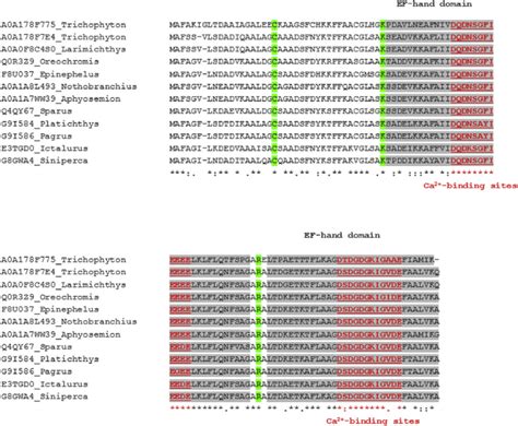 Multiple Sequence Alignments Msa Of Both Fish And Fungal Parvalbumin