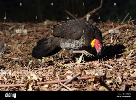 Australian Brush Or Bush Turkey Stock Photo Alamy