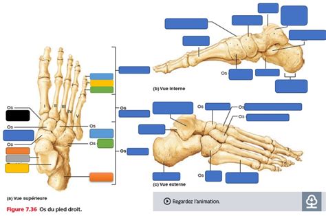 Os Du Pied Diagram Quizlet