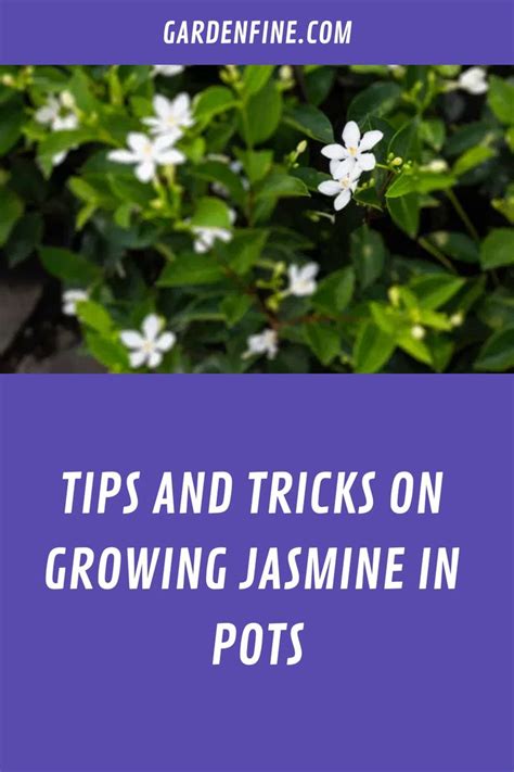 Tips And Tricks On Growing Jasmine In Pots Jasmine Plant Jasmine