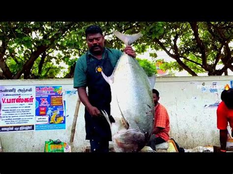 Kasimedu Speed Selvam Kg Giant Trevally Fish Cutting In