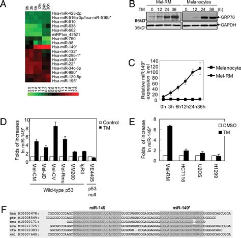 Figure From Microrna A P Responsive Microrna Functions As An