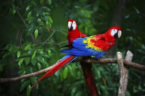 Dónde Vive La Guacamaya Roja Lugares De Hábitat Natural