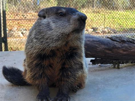Woody The Woodchuck From Howell Michigan — Groundhog Day