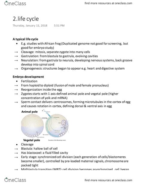 BIOL 303 Lecture Notes Winter 2018 Lecture 5 Wnt Signaling Pathway