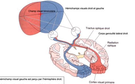 Neurosciences Ch 8 Flashcards Quizlet