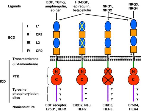 Erbb Receptors Their Ligands And The Consequences Of Their Activation