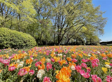 Parco Sigurtà Info E Consigli Per Visitare Il Giardino