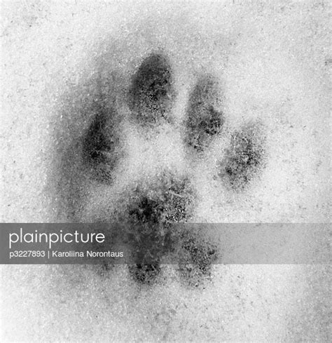 White paw prints Images - Search Images on Everypixel