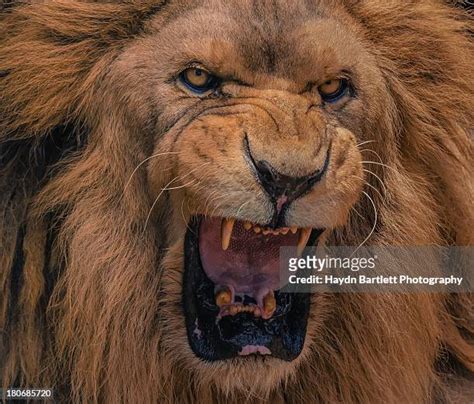 143 Lion Roaring Front View Stock Photos, High-Res Pictures, and Images ...