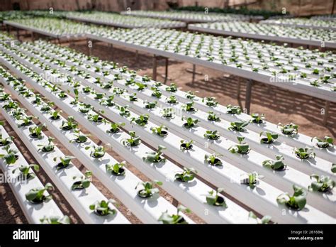 Green Lettuce Growing On Hydroponic System On The Farm Organic Food