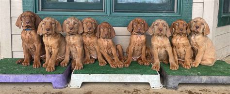 Wirehaired Vizsla Puppies For Sale