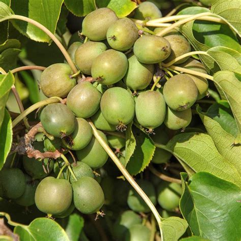 Актинидия джамбо описание сорта фото отзывы (Большое количество ...