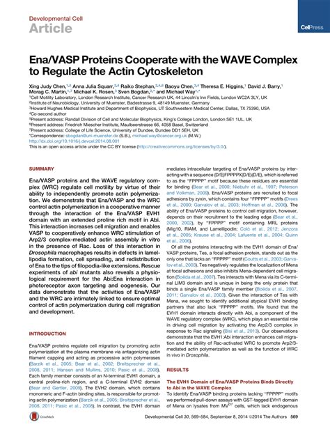 (PDF) Ena/VASP Proteins Cooperate with the WAVE Complex to Regulate the ... 