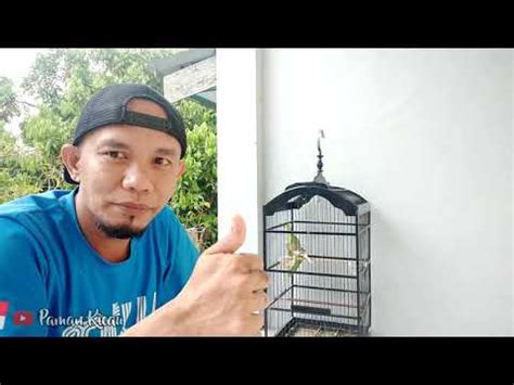 PEMBERIAN EXTRA FOODING UNTUK BURUNG KENARI YouTube