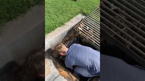 Ducklings Rescued From Storm Drain Viralhog Youtube