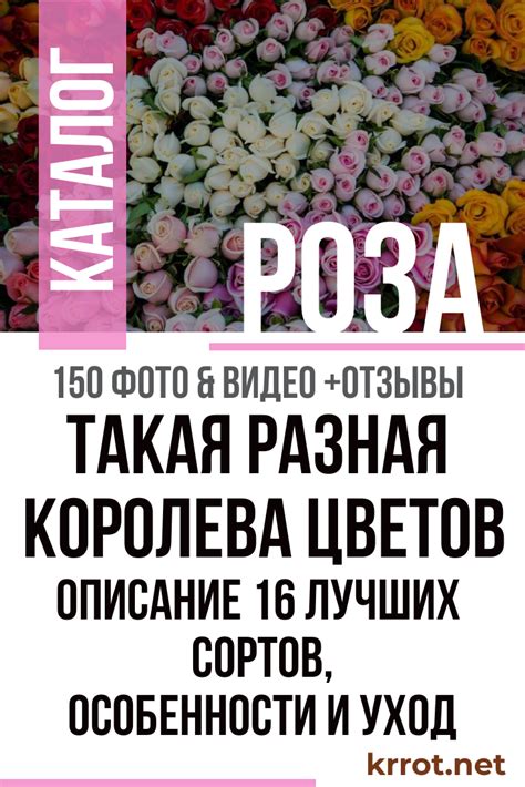 Роза: Описание 16 Сортов, Особенности и Уход (150 Фото)
