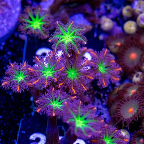 Clavularia Tricolor Wysiwyg Communitycorals