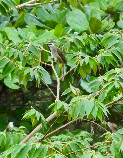 Mekong Yellow Vented Bulbul Similar But Different In The Animal Kingdom