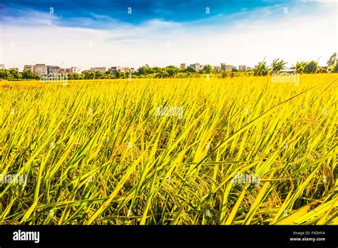 Rice Plant Diagram