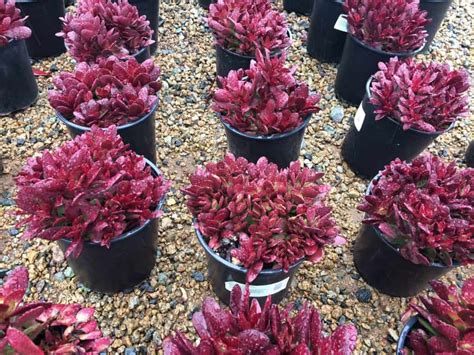 Large Succulent Plant Crassula Platyphylla Beautifully Colored Deep