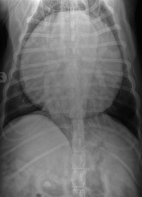 Dog X-rays: Variety of Radiographs Taken on Dogs