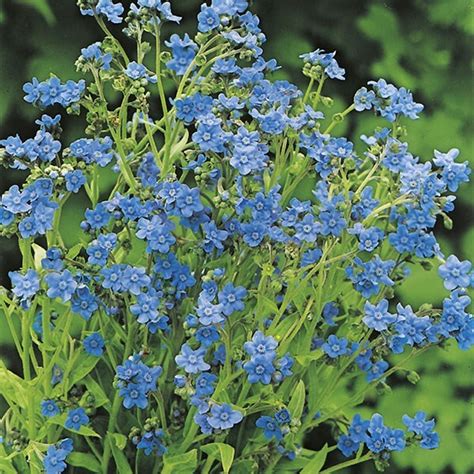 Buy Chinese Forget Me Not Cynoglossum Amabile £235 Delivery By Crocus