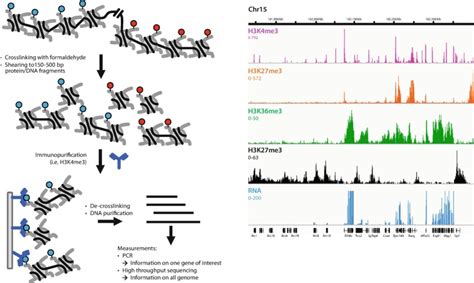 Biology Of Chromatin Introduction To Epigenetics Ncbi Bookshelf