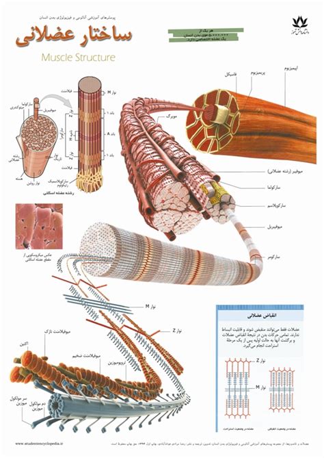 پوستر آناتومی بدن انسان پوسترهای آموزشی دانشنامه دانش‌آموز
