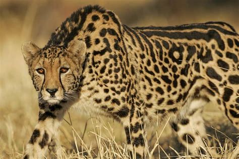 Discover The Top 10 Drive Thru Safaris In The United States A Z Animals