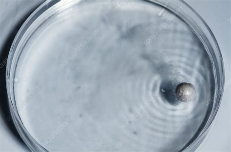 Sodium Reacts With Water Stock Image C0391192 Science Photo Library