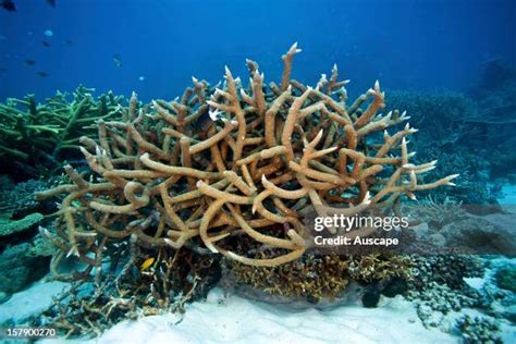 Branching Coral Photos and Premium High Res Pictures - Getty Images