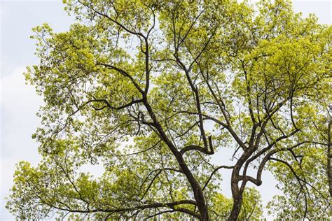 178 China Camphor Tree Stock Photos - Free & Royalty-Free Stock Photos ...