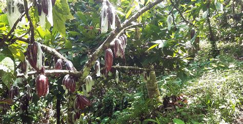 Eyes on the prize: making sustainable farming with cacao attractive to ...