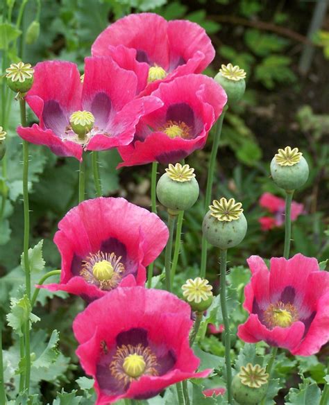 Infoelbasani Al Flower Seeds Poppy Flower Seeds Poppies