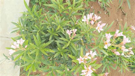 Oleander From Chittoor In Ap In On November At Pm By