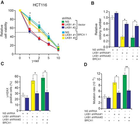 Ectopic Expression Of Brca Counteracts The Lkb Loss Mediated