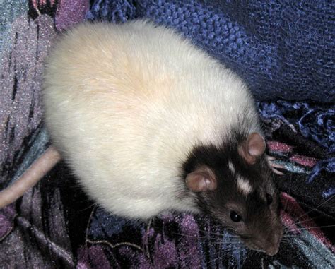 The World's Fattest Rat by XianJaguar on DeviantArt