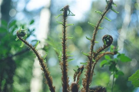 Premium Photo Spring Forest Trail Fern Sprouts