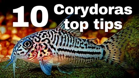 Top Beginner Tips For Keeping Corydoras Catfish Housepetscare