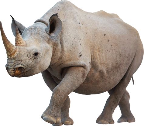 Rhino Walking Transparent Png Stickpng