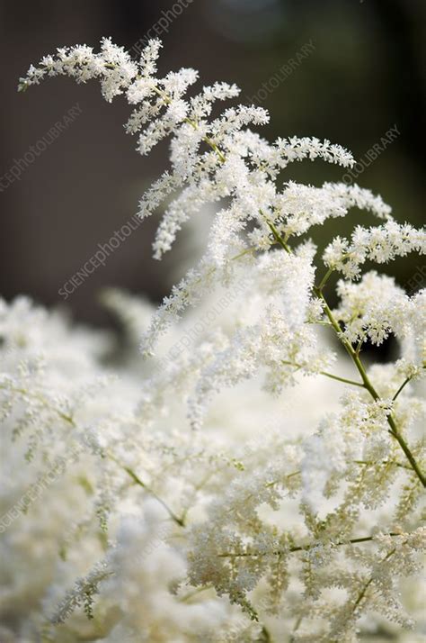 Astilbe Bridal Veil Stock Image C0207105 Science Photo Library