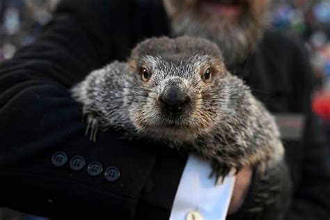 La M T O Pour Le Jour De La Marmotte Pourrait Tre Une Bonne