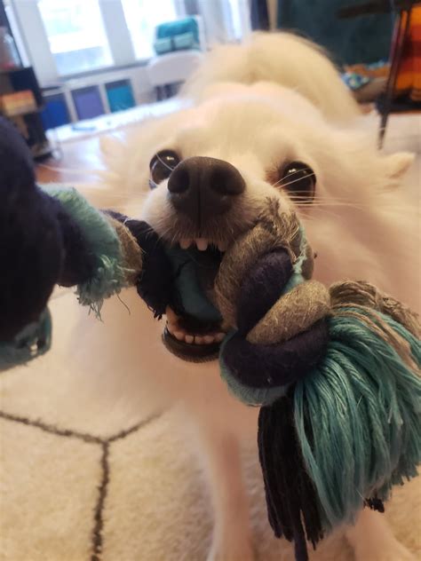 C H O M P Ramericaneskimo