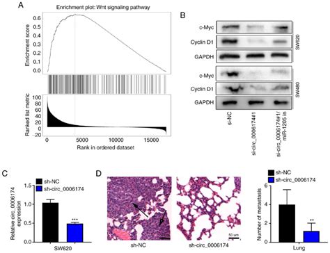 Circ 0006174 Upregulates Wnt Signal Pathway Related Proteins In Crc