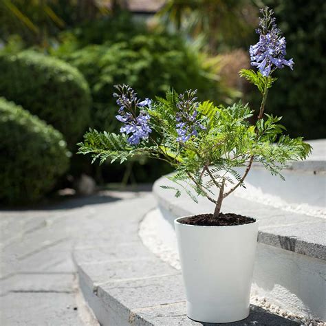 Jacaranda Bonsai Blue Dwarf Plant Suttons